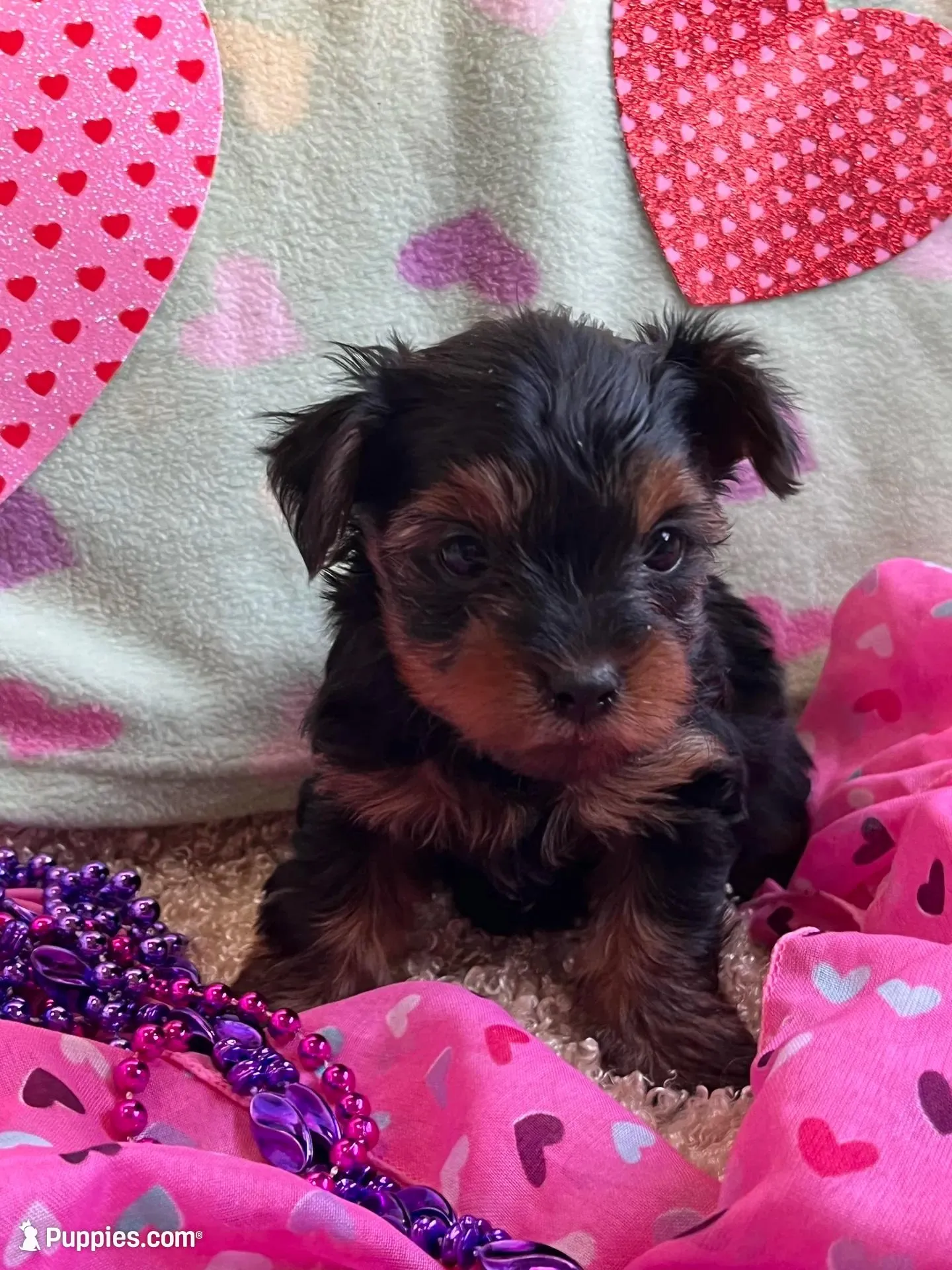 Bella – Yorkshire Terrier puppy for sale in Rochester, NY