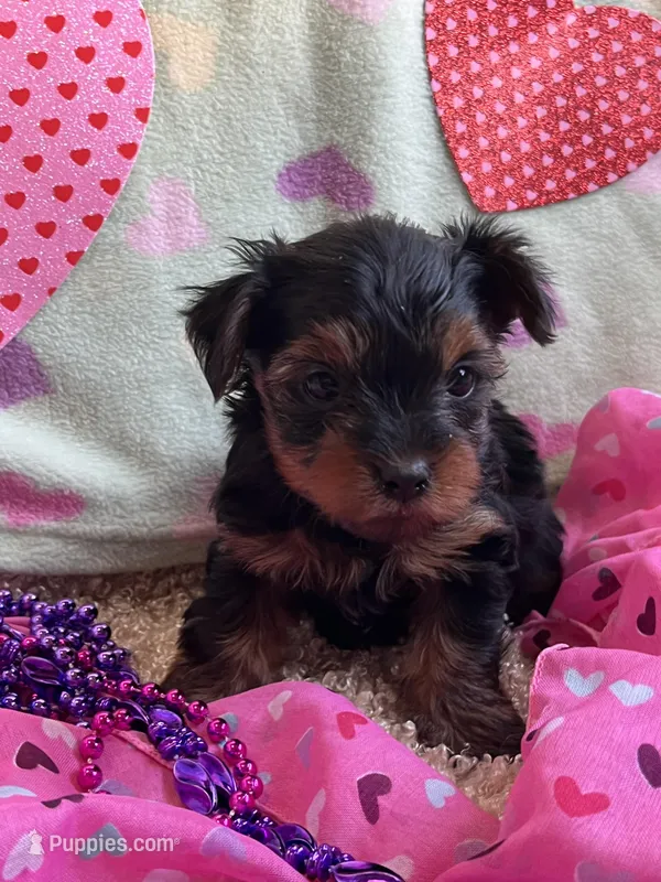 Bella – Yorkshire Terrier puppy for sale in Rochester, NY