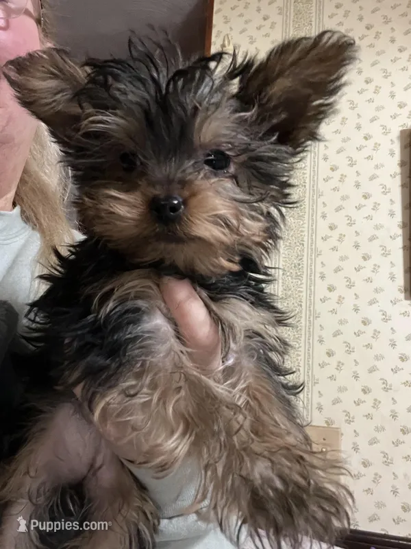 Ashley – Yorkshire Terrier puppy for sale in Rochester, NY