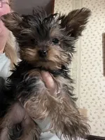 Ashley, a female Yorkshire Terrier for sale in Rochester, NY – Photo 3 of 3
