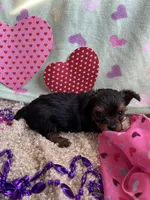 Bella, a female Yorkshire Terrier for sale in Rochester, NY – Photo 4 of 4