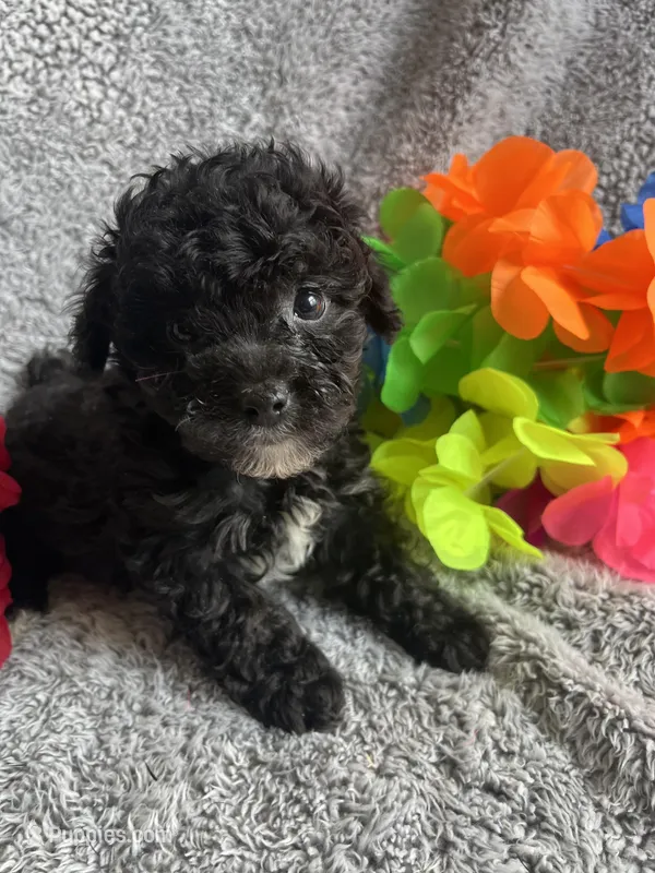 Kristen – Yorkipoo puppy for sale in Rochester, NY