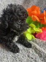 Kristen, a female Yorkipoo for sale in Rochester, NY – 2 of 3