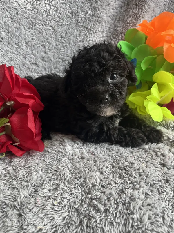 Kristen – Yorkipoo puppy for sale in Rochester, NY