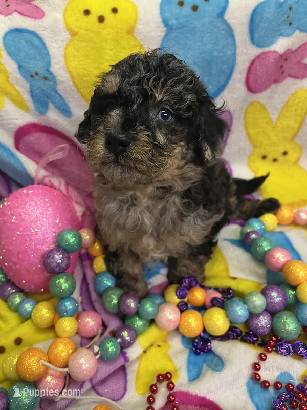 Cindy – Poodle - Miniature  puppy for sale in Rochester, NY