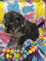Cindy, a female Poodle - Miniature  for sale in Rochester, NY – Photo 3 of 3