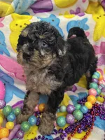 Cindy, a female Poodle - Miniature  for sale in Rochester, NY – Photo 2 of 3