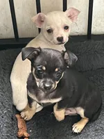 ONEX , a male Chihuahua for sale in Rochester, NY – 4 of 4