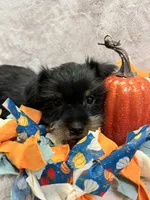 Ronny, a male Yorkshire Terrier for sale in Rochester, NY – 2 of 3