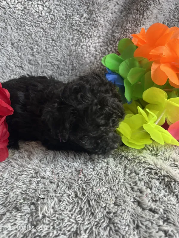 Simba – Bichpoo puppy for sale in Rochester, NY