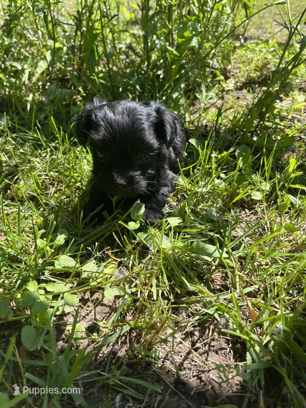 Coal – Yorkipoo puppy for sale in Rochester, NY