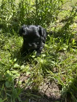 Coal, a male Yorkipoo for sale in Rochester, NY – 1 of 3