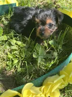 Cookie, a female Yorkipoo for sale in Rochester, NY – 2 of 3