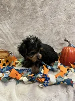 Rolex, a male Yorkshire Terrier for sale in Rochester, NY – 2 of 3