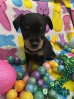 Zeus, a male Yorkshire Terrier and Poodle - Miniature  for sale in Rochester, NY – Photo 2 of 3