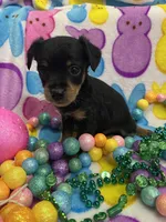 Zeus, a male Yorkshire Terrier and Poodle - Miniature  for sale in Rochester, NY – Photo 3 of 3