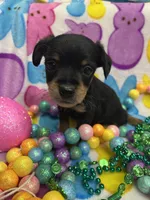 Zeus, a male Yorkshire Terrier and Poodle - Miniature  for sale in Rochester, NY – Photo 1 of 3