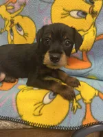 Zeus, a male Yorkshire Terrier and Poodle - Miniature  for sale in Rochester, NY – Photo 2 of 6