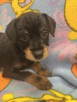 Zeus, a male Yorkshire Terrier and Poodle - Miniature  for sale in Rochester, NY – Photo 1 of 6