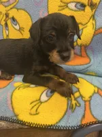 Zeus, a male Yorkshire Terrier and Poodle - Miniature  for sale in Rochester, NY – Photo 3 of 6