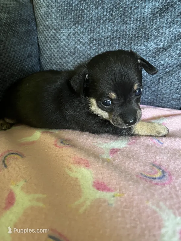 ONEX  – Chihuahua puppy for sale in Rochester, NY