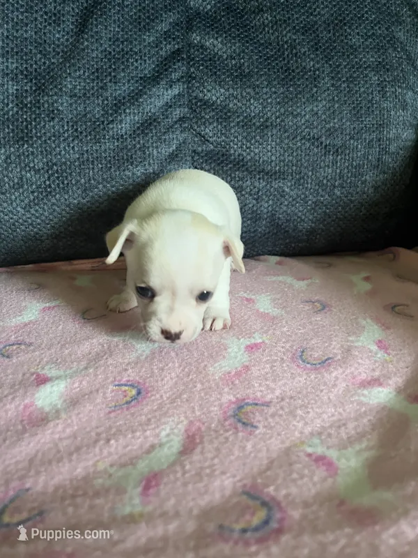 Lacey – Chihuahua puppy for sale in Rochester, NY