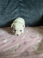 Lacey, a female Chihuahua for sale in Rochester, NY – 1 of 2