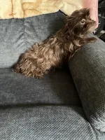 Leigha, a female Yorkipoo for sale in Rochester, NY – 3 of 3
