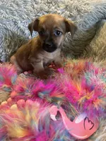 Princess, a female Chorkie for sale in Rochester, NY – 4 of 4