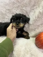 Ronny, a male Yorkshire Terrier for sale in Rochester, NY – 3 of 3