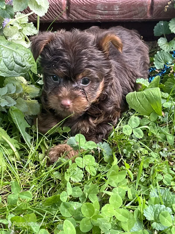 Rusty – Yorkshire Terrier puppy for sale in Rochester, NY