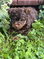 Rusty, a male Yorkshire Terrier for sale in Rochester, NY – 1 of 2