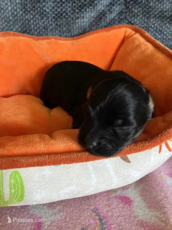 Andy – Yorkipoo puppy for sale in Rochester, NY