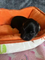 Andy, a male Yorkipoo for sale in Rochester, NY – 1 of 3