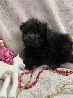Frankie, a male Pomapoo for sale in Rochester, NY – 2 of 2