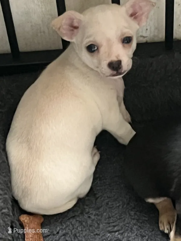 Lacey – Chihuahua puppy for sale in Rochester, NY