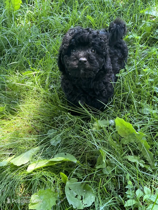 Tommy – Bichon Frise, Poodle - Toy  puppy for sale in Rochester, NY