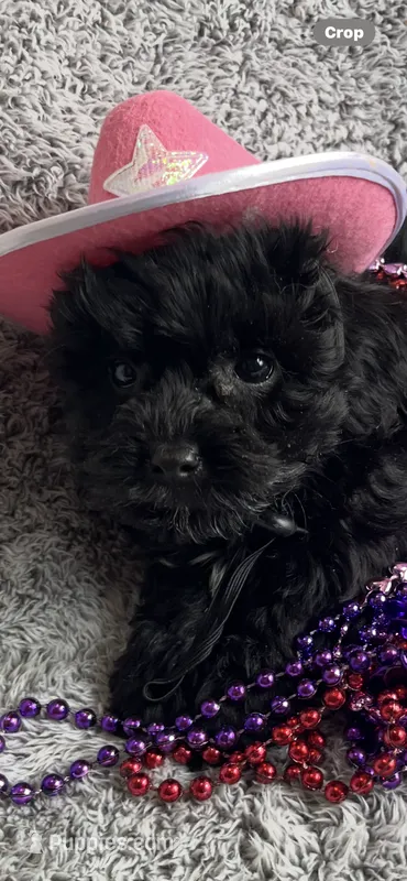 Kelly  – Yorkipoo puppy for sale in Rochester, NY
