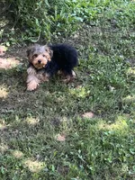 Johnny , a male Yorkipoo for sale in Rochester, NY – 2 of 3