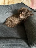 Leigha, a female Yorkipoo for sale in Rochester, NY – 2 of 3
