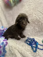 Billy, a male Yorkipoo for sale in Rochester, NY – 3 of 3