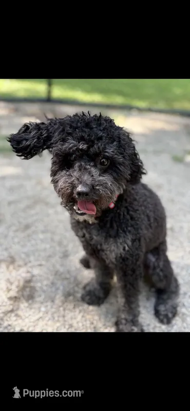 Milo, a male Poodle - Miniature  for sale in Rochester, NY – Photo 1 of 1