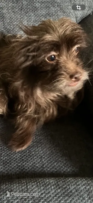 Leigha – Yorkipoo puppy for sale in Rochester, NY