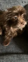 Leigha, a female Yorkipoo for sale in Rochester, NY – 1 of 2