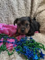 Justin, a male Yorkshire Terrier for sale in Rochester, NY – Photo 3 of 3
