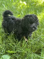 Danny, a male Bichon Frise and Poodle - Toy  for sale in Rochester, NY – 3 of 3
