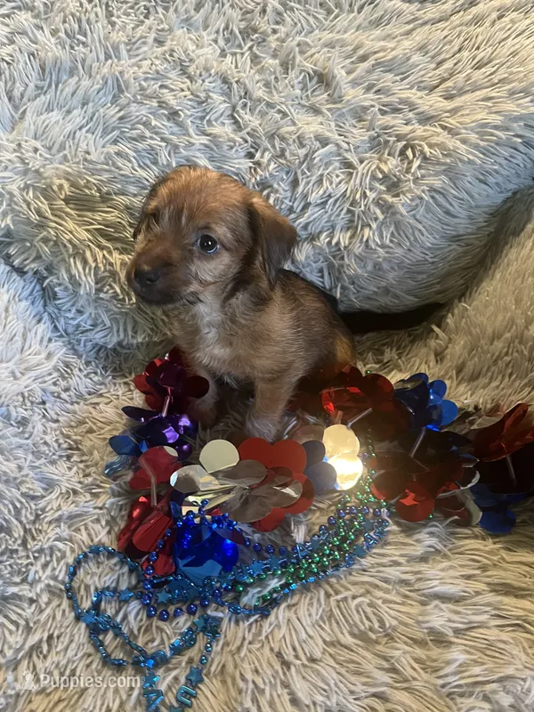 Peter – Chorkie puppy for sale in Rochester, NY