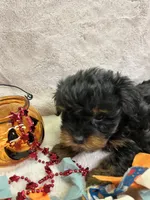 Hazel, a female Yorkshire Terrier for sale in Rochester, NY – 2 of 2