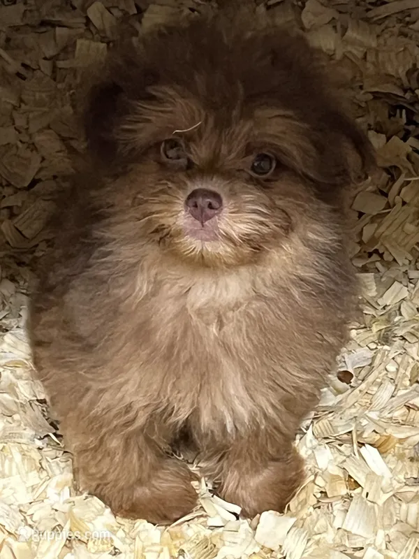 Blondie – Pomapoo puppy for sale in Rochester, NY
