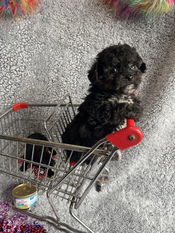 Karen – Yorkipoo puppy for sale in Rochester, NY
